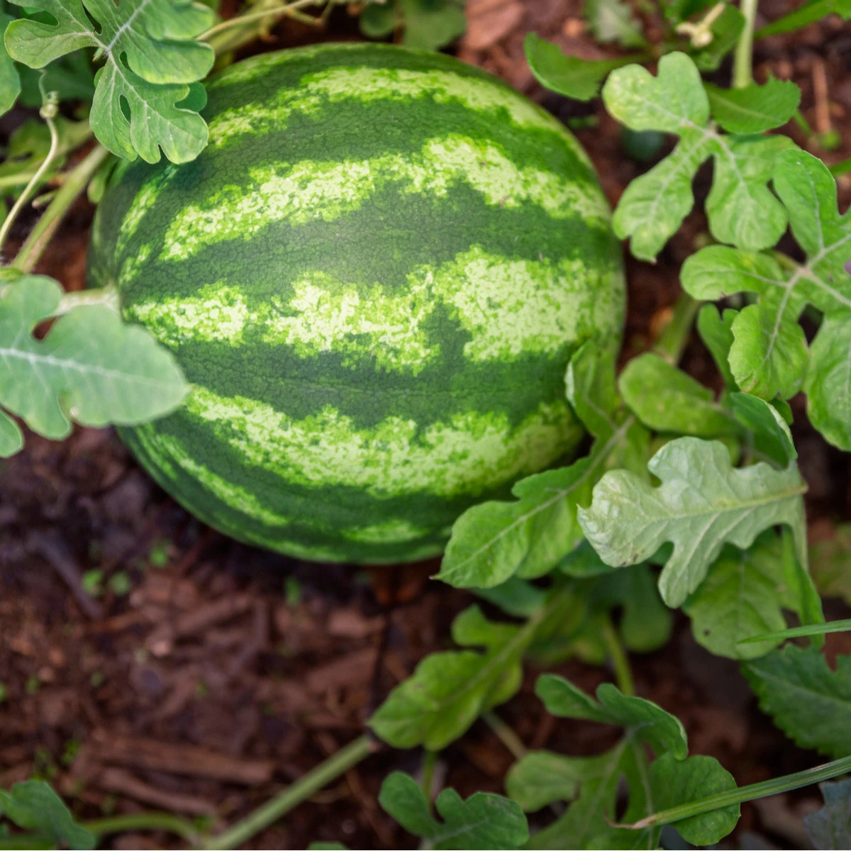 Meloun vodní Primaorange F1 - Citrullus lanatus - semena melounu - 7 ks