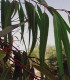Eukalyptus Alba- semena- 9 ks