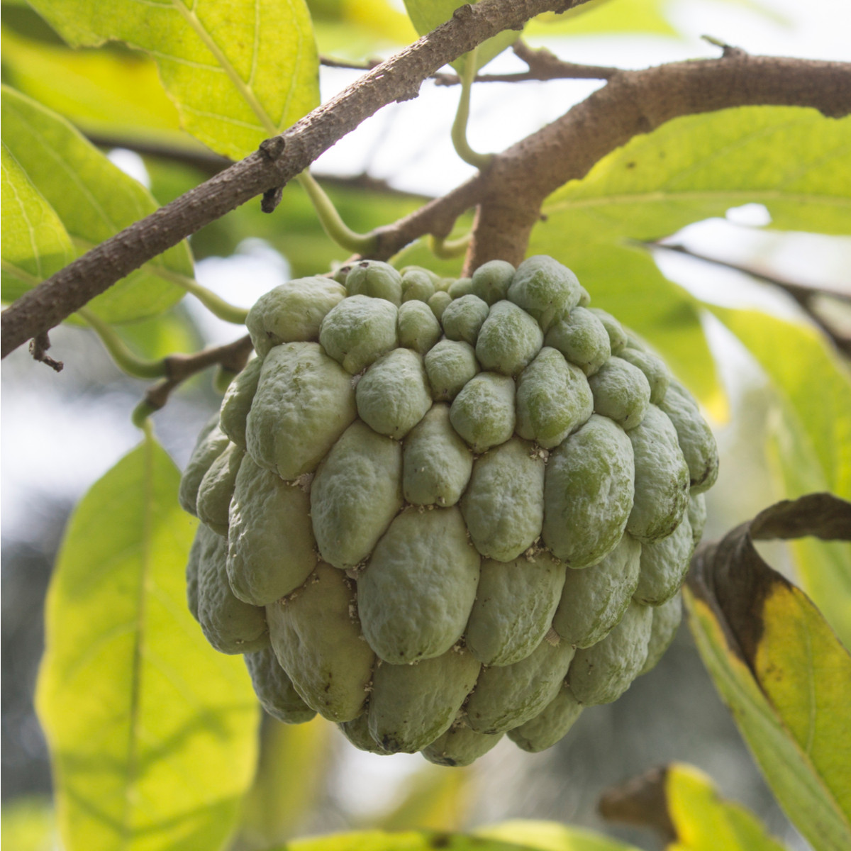Anona jedlá - Annona edulis - semena - 4 ks