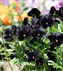 Maceška Black King - Viola wittrockiana - semena macešky - 100 ks