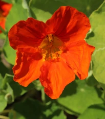 Lichořeřišnice Jewel Cherry Rose - Kapucínka - Tropaeolum minus - semena lichořeřišnice - 10 ks