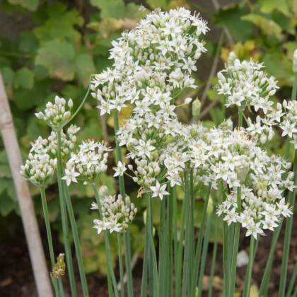 Pažitka čínská česneková Kobold - Allium tuberosum - semena pažitky - 130 ks