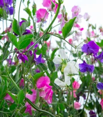 Hrachor vonný Spencer směs - Lathyrus odoratus - semena hrachoru - 16 ks