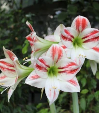 Hvězdník Ambiance - Hippeastrum - cibule hvězdníku - 1 ks