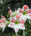 Hvězdník Ambiance - Hippeastrum - cibule hvězdníku - 1 ks