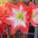 Hvězdník Minerva - Hippeastrum - cibuloviny - 1 ks