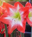 Hvězdník Minerva - Hippeastrum - cibule hvězdníku - 1 ks