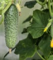 Okurka nakládačka Excelsior F1 - Cucumis sativus - semena okurky - 7 ks