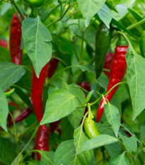 Chilli Thai Hot Culinary - Capsicum annuum - semena chilli - 6 ks