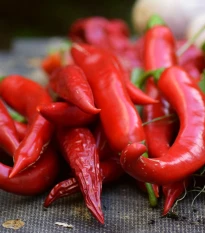Chilli Kajenský pepř extra tenký - Capsicum annuum - semena chilli - 7 ks