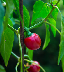 Chilli Cherry Bomb - Capsicum annuum - semena chilli - 6 ks