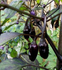 Chilli Purple Tiger - Capsicum annuum - semena - 6 ks