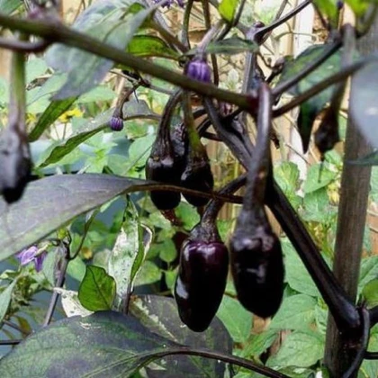 Chilli Purple Tiger - Capsicum annuum - semena - 6 ks