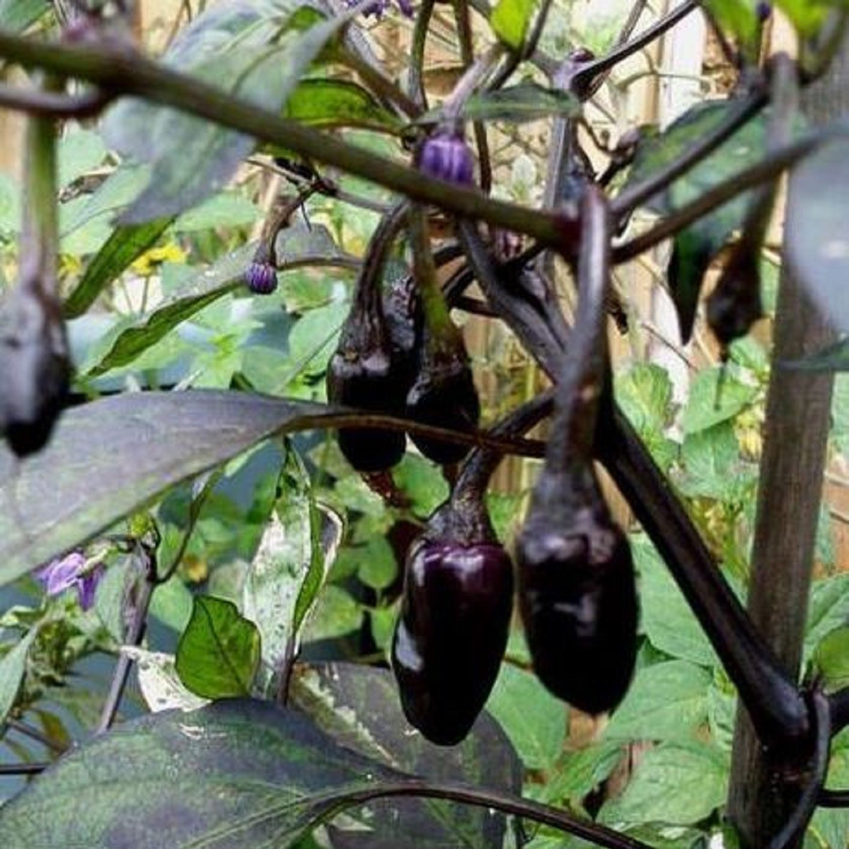 Chilli Purple Tiger - Capsicum annuum - semena - 6 ks