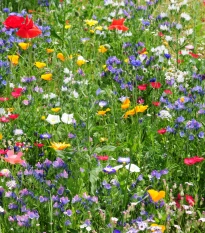 Divoké polní květy - semena letniček - směs letniček - 0,9 g