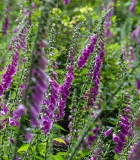 Trvalky rozkvetlá lesní louka - semena trvalek - směs trvalek - 0,9 g