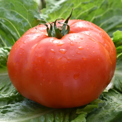 Rajče Soldaki - Lycopersicon esculentum - semena - 7 ks