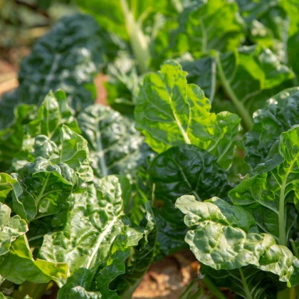 BIO Špenát setý Matador - Spinacia oleracea - bio semena špenátu - 75 ks