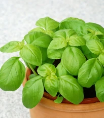 BIO Bazalka zelená - Ocimum basilicum - bio semena bazalky - 200 ks