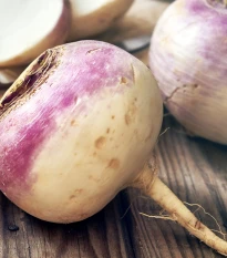 Vodnice kulatá červenobílá - Brassica rapa L. - semena vodnice - 350 ks