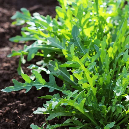 Rukola divoká Sprint - Eruca Selvatica- semena - 0,2 g