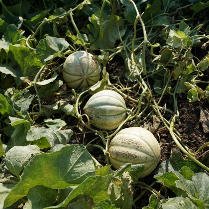 Meloun cukrový Stellio F1 - Cucumis melo - semena melounu - 6 ks