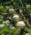 Meloun cukrový Stellio F1 - Cucumis melo - semena melounu - 6 ks
