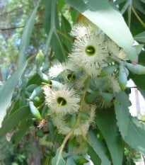 Eukalyptus Alba - Blahovičník - Eucalyptus Alba - semena eukalyptu - 9 ks