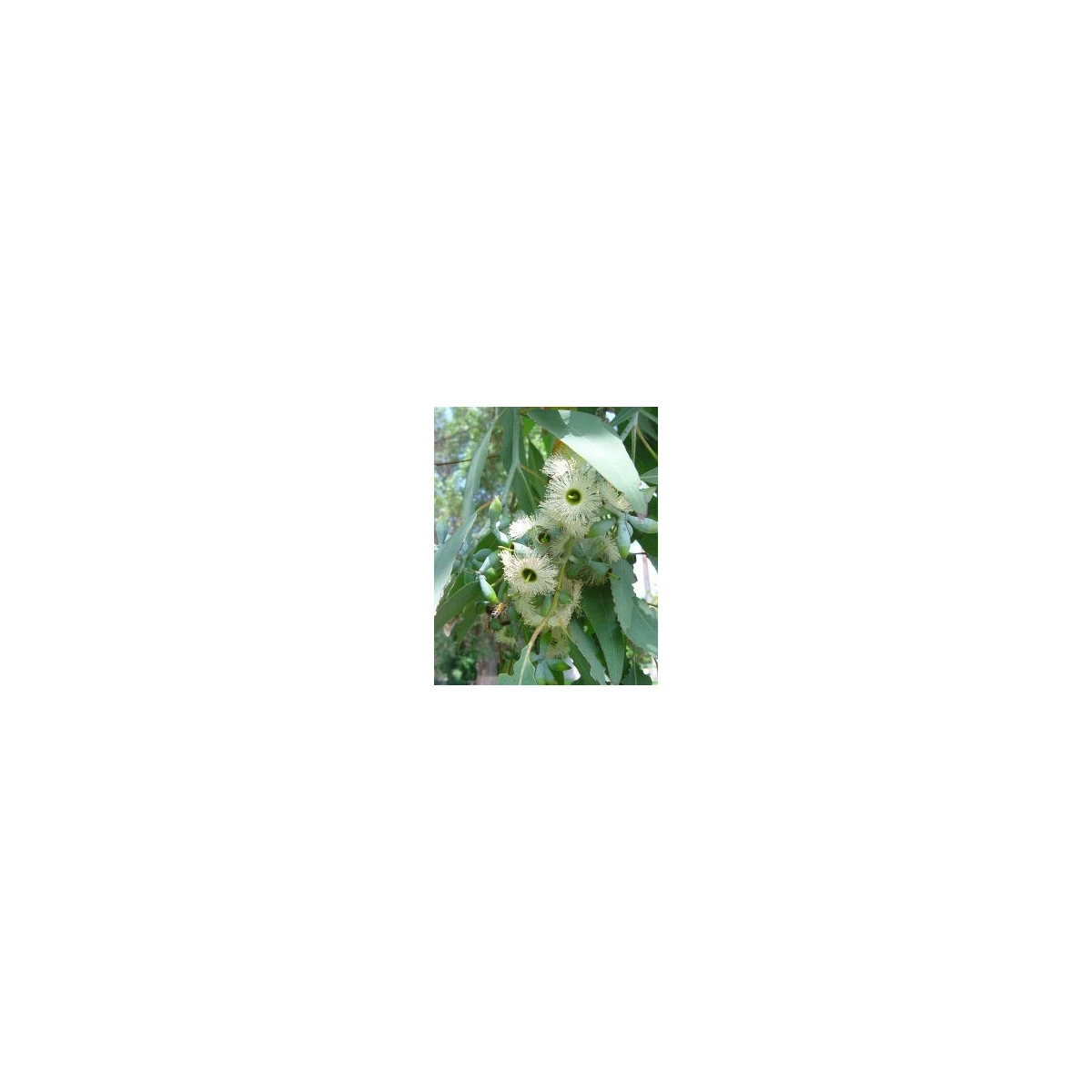 Eukalyptus Alba - Blahovičník - Eucalyptus Alba - semena eukalyptu - 9 ks