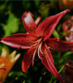 Lilie Zlatohlávek Maroon King - Lilium - cibule lilie - 1 ks