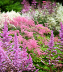 Čechrava arendsii mix barev - Astilbe arendsii - semena čechravy - 10 ks