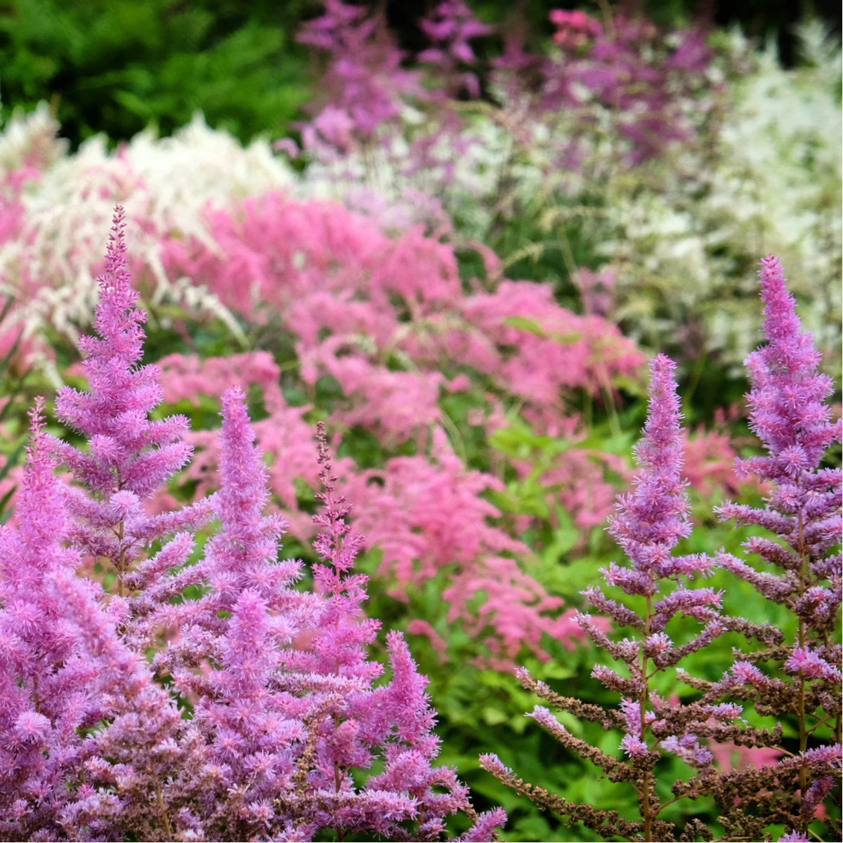 Čechrava arendsii mix barev - Astilbe arendsii - semena čechravy - 10 ks