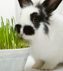 Tráva pro králíky - semena Golden Line - směs - 15 g