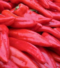 Paprika Lipari F1 - Capsicum annuum - semena papriky - 5 ks