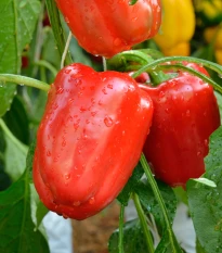 Paprika Bendigo F1 - Capsicum annuum - semena papriky - 5 ks