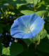 Povíjnice modrá - Ipomoea rubro-coerulea - semena povíjnice - 25 ks