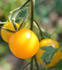 Rajče Goldkrone - Solanum lycopersicum - semena rajčete - 20 ks