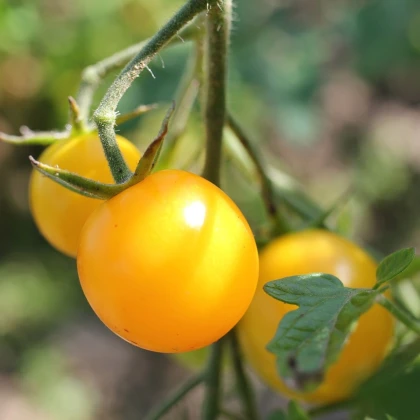 Rajče Goldkrone - Solanum lycopersicum - semena rajčete - 20 ks