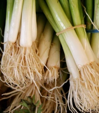 Cibule zimní svazková Freddy - Allium fistulosum - semena cibule - 250 ks