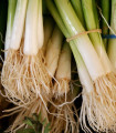 Cibule zimní svazková Freddy - Allium fistulosum - semena cibule - 250 ks
