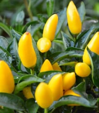 Chilli Kordara - Capsicum baccatum - semena chilli - 30 ks