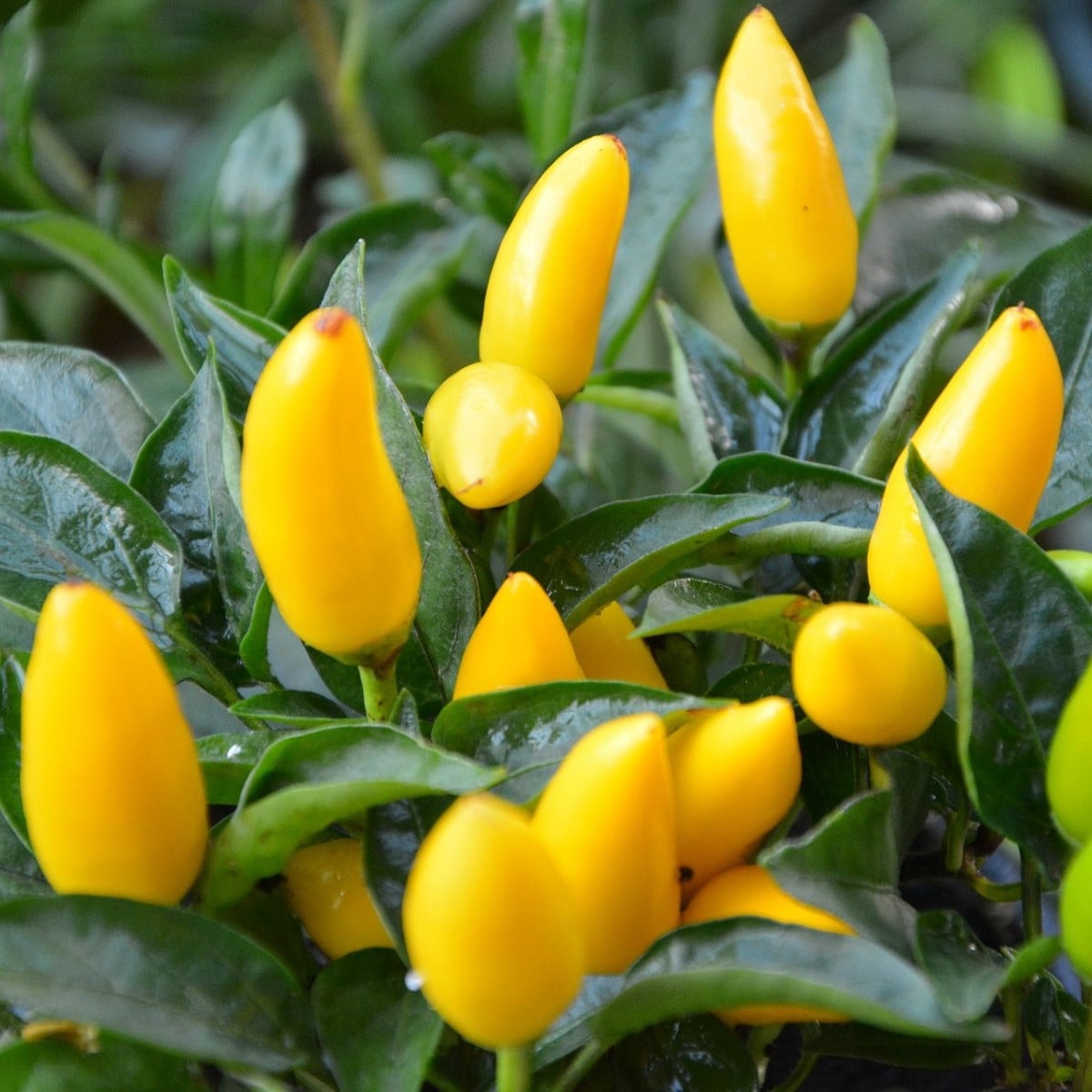 Chilli Kordara - Capsicum baccatum - semena chilli - 30 ks