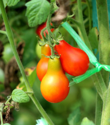 Rajče Červená hruška - Lycopersicon esculentum - semena rajčat - 7 ks