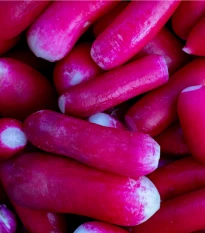 Ředkvička Felicia - Raphanus sativus - semena ředkvičky - 300 ks