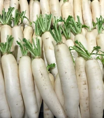 Ředkev Alabaster F1 - Raphanus sativus - semena ředkve - 100 ks