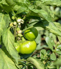 Paprika Slávka roční F1 - Capsicum annuum - semena - 20 ks