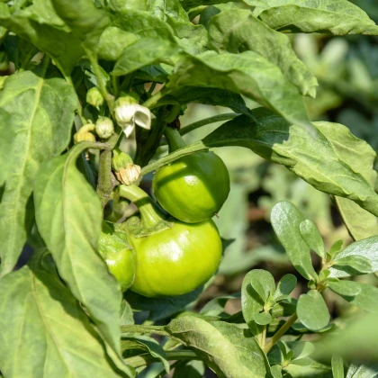Paprika Slávka roční F1 - Capsicum annuum - semena - 20 ks