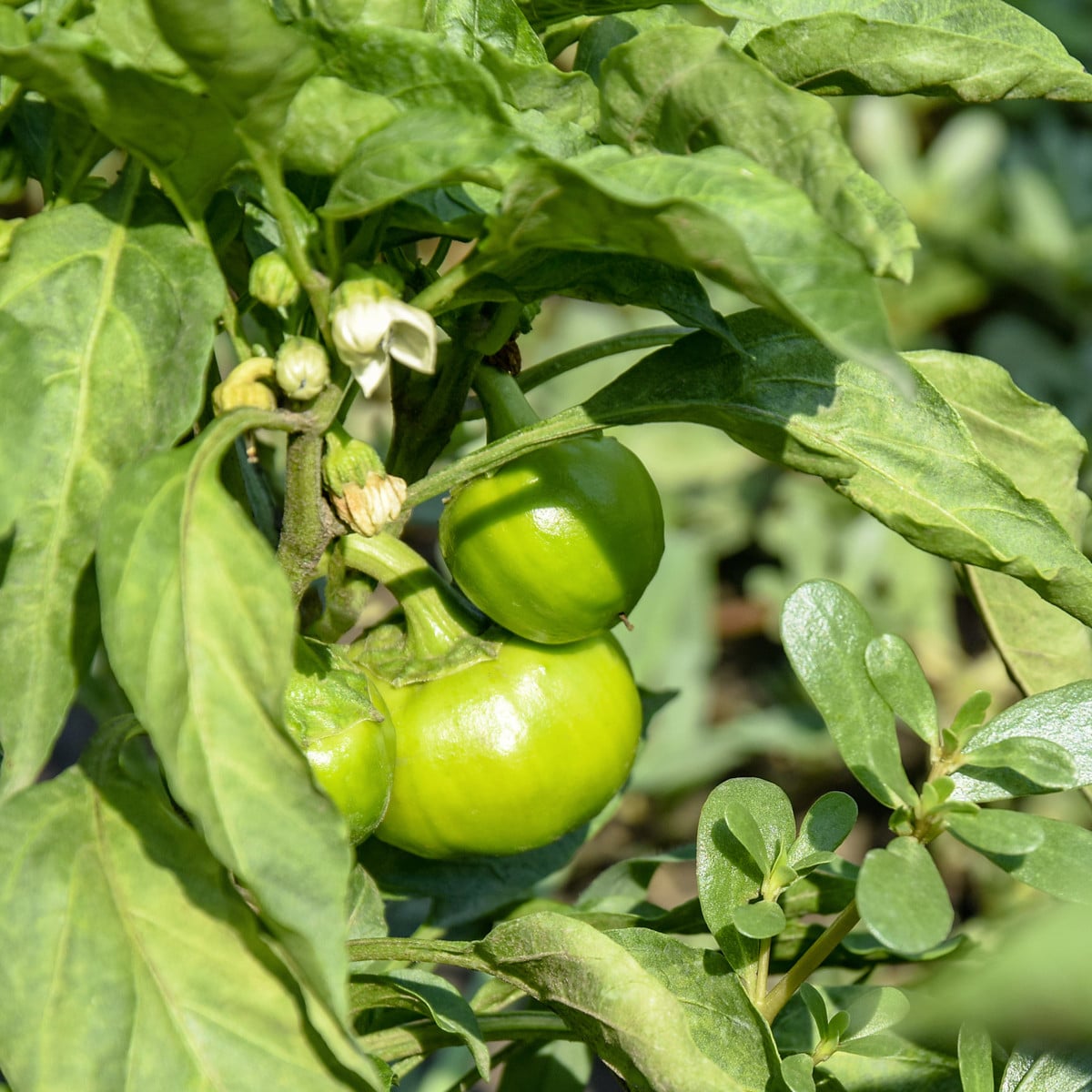 Paprika Slávka roční F1 - Capsicum annuum - semena - 20 ks