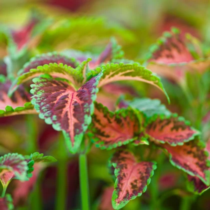 Africká kopřiva Wizard Coral Sunrise - Coleus blumei - semena africké kopřivy - 30 ks