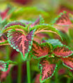 Africká kopřiva Wizard Coral Sunrise - Coleus blumei - semena africké kopřivy - 30 ks